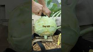 Growing Giant Kohlrabi from Seed to Harvest [upl. by Tilagram]