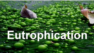 Eutrophication [upl. by Bailie]