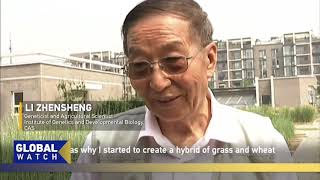 Geneticist Li Zhensheng‘s wheat and herbage grass hybrids enhance crops resistance to disease [upl. by Atikkin]