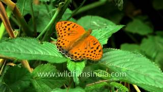 Indian fritillary [upl. by Salita617]