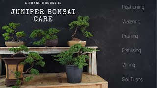 How To Care For Juniper Bonsai  2019  A JUNIPER CRASH COURSE [upl. by Adirf]