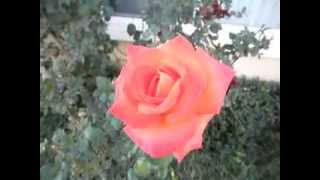 Rosa Wildfire Hybrid Tea Rose [upl. by Diana]