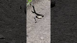 Baby snake slithering around  Pure Raw Nature wildlife rawnature snake babysnake snakevideo [upl. by Aecila437]