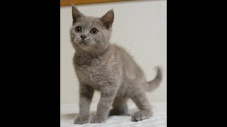 ブリティッシュショートヘアー子猫 British Shorthair 202483産まれ ライラック 男の子 シーダキャット猫のお店 [upl. by Dene]