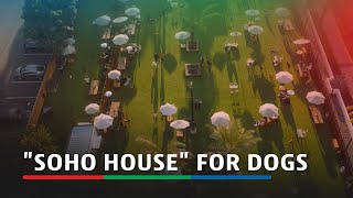 Soho House for dogs attracts the wellgroomed in Los Angeles  ABSCBN News [upl. by Orips]