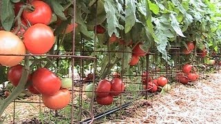 Organic Pepper Update Compost Tea Moringa amp 150 lbs of Heirloom Tomatoes [upl. by Varden454]