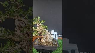 Protezione per il legno secco di un bonsai o prebonsai bonsai piante japan bonsaitree nature [upl. by Notsej]