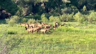 Elk at Perkinsville AZ [upl. by Ylevol]