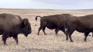 Blackfeet Flag Song  Arlan Edwards [upl. by Burtie]