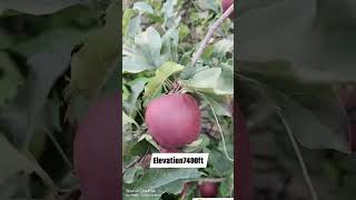 Gala Apple 🍎🍏🍎 applevalley fruitfarming farming [upl. by Eissej]