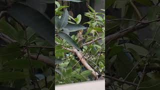 Brown barbet 😍 shorts shortvideo ytshorts birds nature [upl. by Fairley]