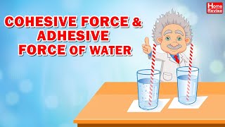 Cohesive force and Adhesive force of water [upl. by Franck477]