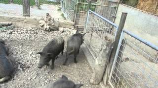 走り回るイノブタの子 Wild boar amp Woolly pig hybrid piglets 2015 0910 [upl. by Enairb]