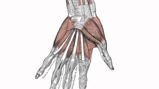 Muscles of the Hand  Anatomy Tutorial [upl. by Tocci]