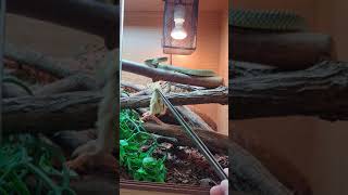 Chrysopelea ornata eats quail chick LIGHTNING STRIKE Flying Snakes are awesome [upl. by Sukin448]