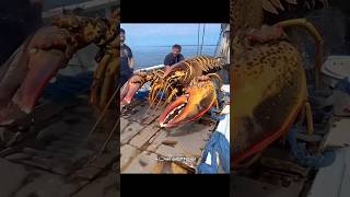 💥 Before amp After Growing Up  Mysterious OCTOPUS amp LOBSTER Transformation 🐙🦞😱 short sea animals [upl. by Diaz214]