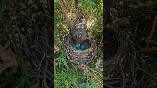 American Robin Sitting on Eggs 🪺🧡 [upl. by Egas]