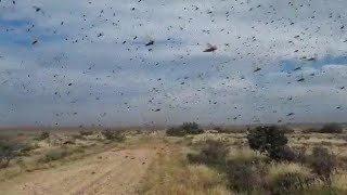 🚨LOCUST PLAGUE TODAY IN SOUTH AFRICA 🇿🇦 Insect swarms destroy crops in Eastern Cape March 28 2022 [upl. by Demetris]