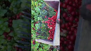 Cranberry fruits plant cranberry cranberries fruitsplants fruittree shorts youtubeshorts [upl. by Nessy]