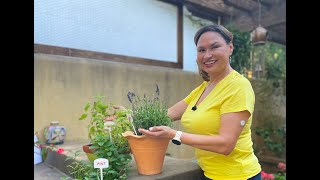 🌿 3 Easy Herbs to Grow in Pots  Lemon Balm Lavender Mint  Gardening with Diabetes 🌿 [upl. by Minda]