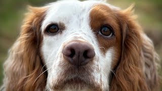 Gundog Training  Testing Twig [upl. by Silma]