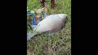 River Biggest katla Fish Hunting  big fishing ball sat fishing [upl. by Llacam651]