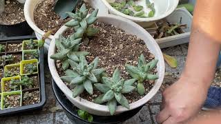 164 PACHYPHYTUM COMPACTUM SUS CUIDADOS Y TRASPLANTE REPRODUCCIÓN [upl. by Sabas110]