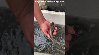 Live Kora Matalu Kg 200Begum Bazar Fish Market fish viral trendingshorts seafood prawns crabs [upl. by Tur265]