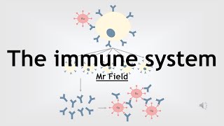 GCSE Biology 14  The immune system [upl. by Yecnuahc742]