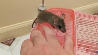 The differences between wild and domestic baby rats explained [upl. by Eneri]