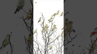 Tufted titmouse sounds [upl. by Prader772]