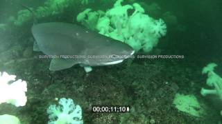 underwater stock footage of male sixgill shark Hexanchus griseus [upl. by Marmaduke]