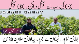 CKC SPECIAL  NEW LINE OF CKC  Dr Adrees Cotton Variety agriculture cotton cottonseed [upl. by Nessi]