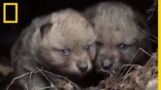 Des bébés louveteaux à Yellowstone [upl. by Orelia]