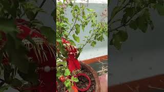 Tulsi ka plant plants tulsi vastulogy astrolgy gardening [upl. by Notsur]