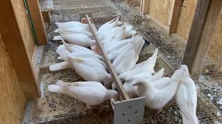 Racing pigeons Pigeon racing training morning routine [upl. by Neeleuqcaj82]