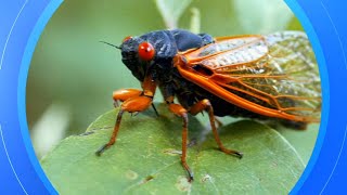 When will cicadas emerge Rare double brood emergence to bring cicadapocalypse [upl. by Aerdnat]