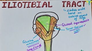 Iliotibial Tract  Iliotibial Band  Clinical Anatomy [upl. by Zolly878]