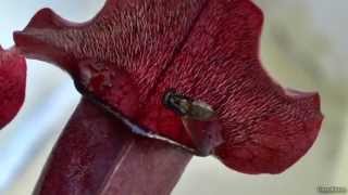 Sarracenia bogplant catches a Fly [upl. by Yasibit]