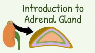 Animated Adrenal Gland structure Hormones Physiology Adrenal cortex amp Medulla bs Nursing year i [upl. by Yggep]