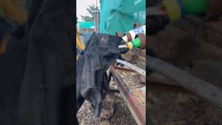 Goat farm goatfarming goatfarm tranding viralvideos livebigagency 4rabetind [upl. by Prasad]