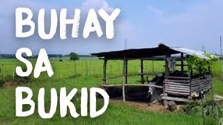 Ang Buhay sa Bukid  FEATURING MY PIGS [upl. by Irep]