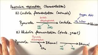 A2 Biology  Anaerobic respiration OCR A Chapter 185 [upl. by Matti]