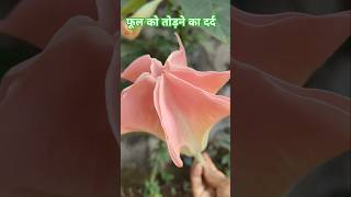 Brugmansia flower  gardening nature plant [upl. by Cath]