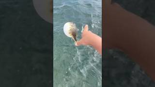 Puffer fish are dangerous😰 [upl. by Ahsenek]