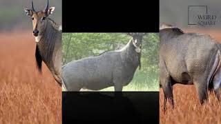 Interesting facts about Nilgai by weird square [upl. by Annaed]