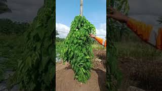 NABOTHS VINEYEARD How to plant yam [upl. by Rosmunda]