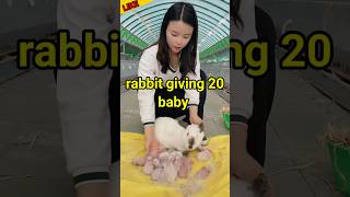 The rabbit gave birth to 25 babies so cute 🥺🥰 rabbit cute baby shorts [upl. by Inoliel]