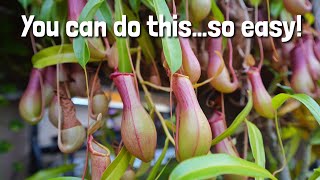 How to propagate Carnivorous Pitcher Plants in a terrarium [upl. by Kip701]