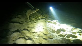 Flounder Catch and Cook  Abalone Dive Bruny Island Tasmania [upl. by Dunn]